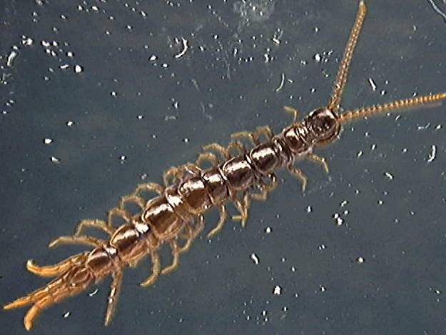 Lithobius 3